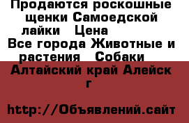 Продаются роскошные щенки Самоедской лайки › Цена ­ 40 000 - Все города Животные и растения » Собаки   . Алтайский край,Алейск г.